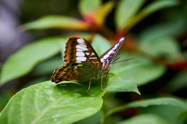 Lepidoptera, Krefeld (DE) -- 2023 -- 0787