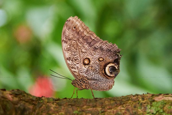 Caligo, Krefeld (DE) -- 2023 -- 0791B