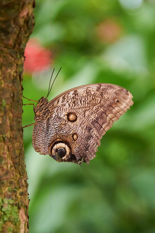 Caligo, Krefeld (DE) -- 2023 -- 0791