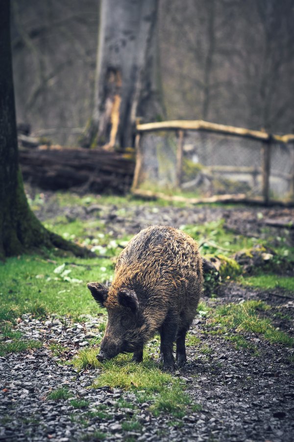 Sus scrofa, Düsseldorf (DE) -- 2024 -- 0268