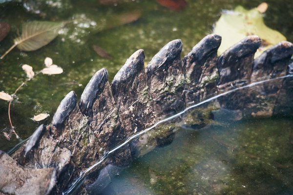 Paleosuchus trigonatus, Krefeld (DE) -- 2024 -- 0025