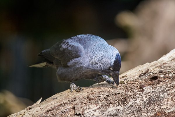 Corvus monedula, Krefeld (DE) -- 2024 -- 0063