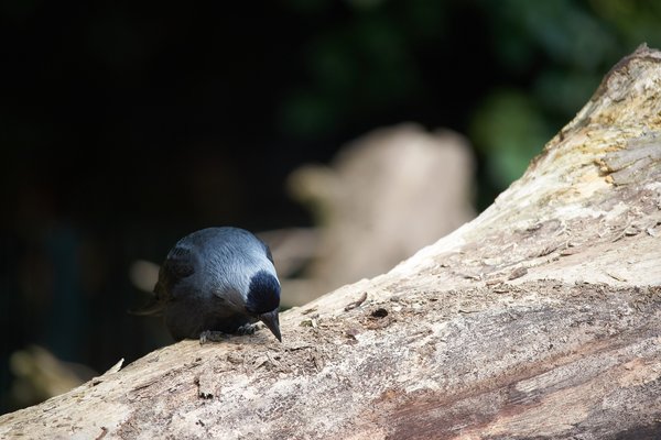 Corvus monedula, Krefeld (DE) -- 2024 -- 0064