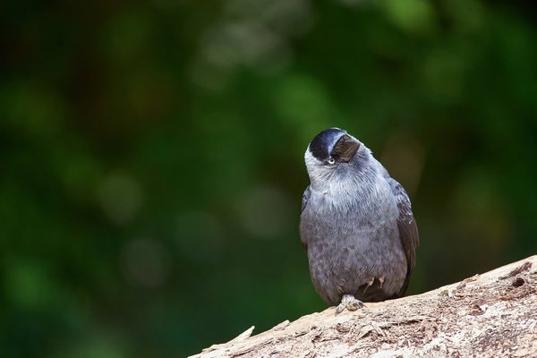 Corvus monedula, Krefeld (DE) -- 2024 -- 0066