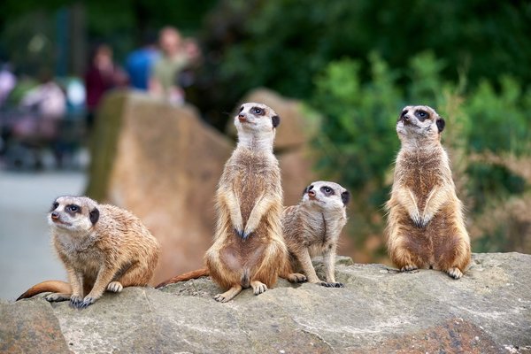 Suricata suricatta, Krefeld (DE) -- 2024 -- 0110