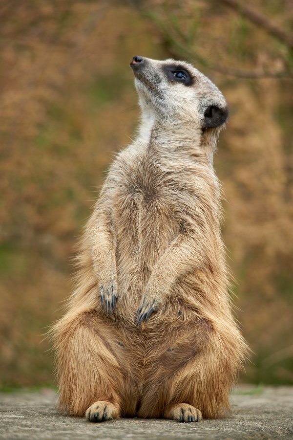 Suricata suricatta, Krefeld (DE) -- 2024 -- 0130