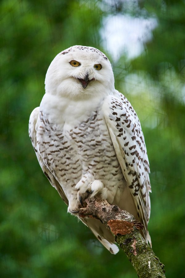 Bubo scandiacus, Krefeld (DE) -- 2024 -- 0193