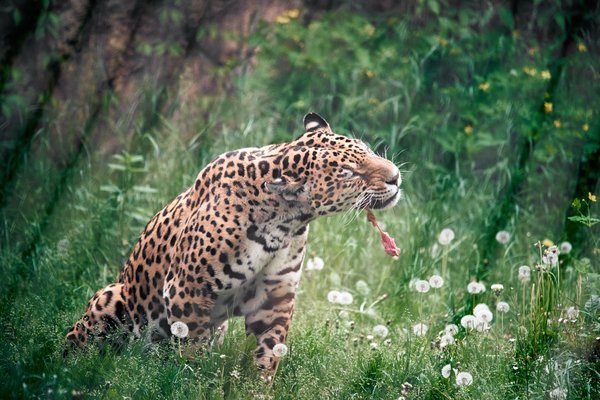 Panthera onca, Krefeld (DE) -- 2024 -- 0280