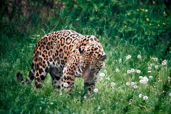 Panthera onca, Krefeld (DE) -- 2024 -- 0281