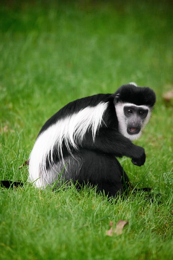 Colobus guereza, Krefeld (DE) -- 2024 -- 0299
