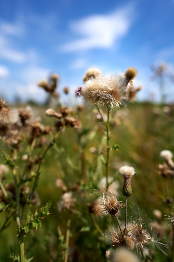 Cirsium arvense, Neuss (DE) -- 2024 -- 0067