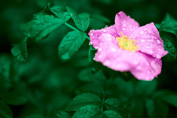 Rosa rugosa, Düsseldorf (DE) -- 2024 -- 0063