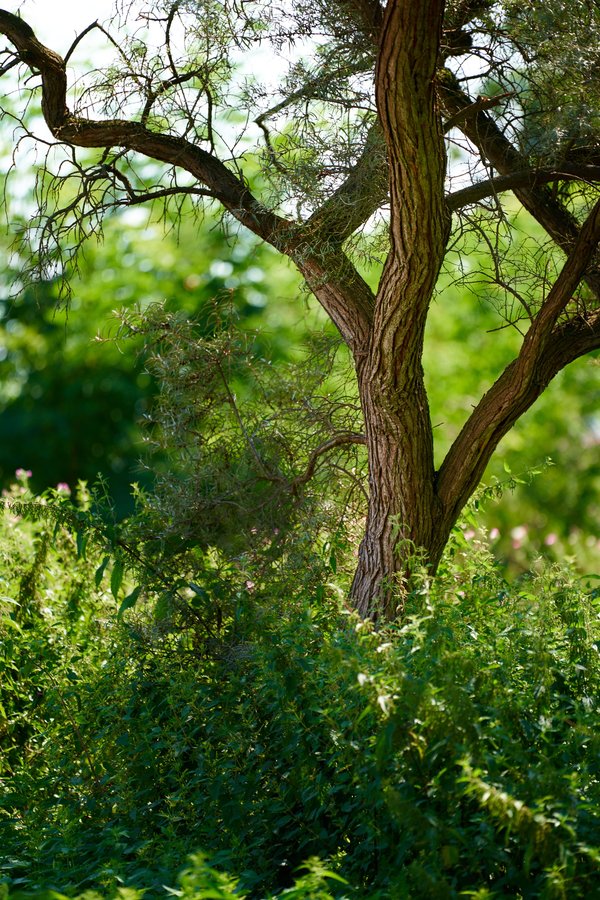 Hippophae rhamnoides, Büttelborn (DE) -- 2024 -- 0005