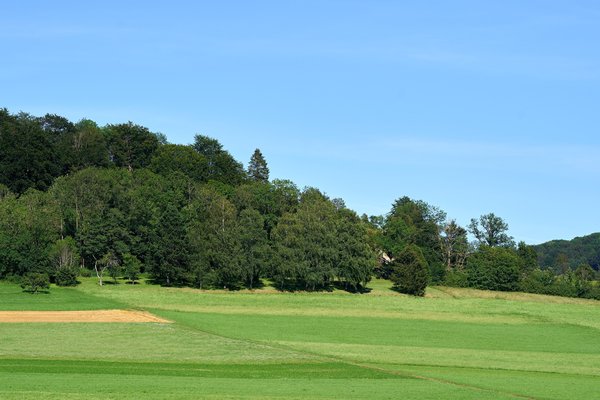 Gruibingen (DE), Wald -- 2024 -- 0009