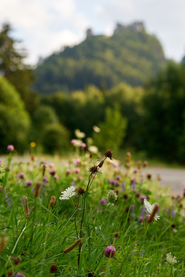 Trifolium pratense, Reutte (AT) -- 2024 -- 0074