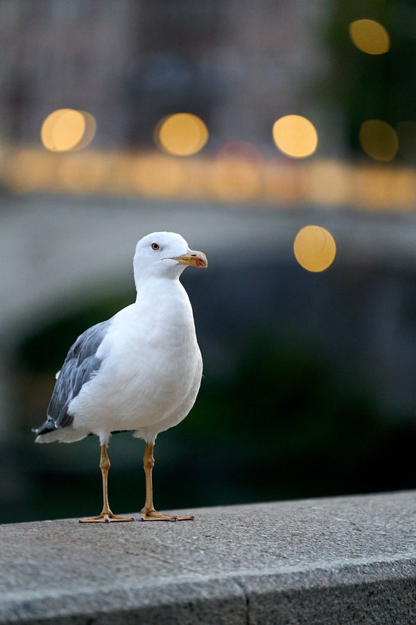 Larus michahellis, Rom (IT) -- 2024 -- 0685