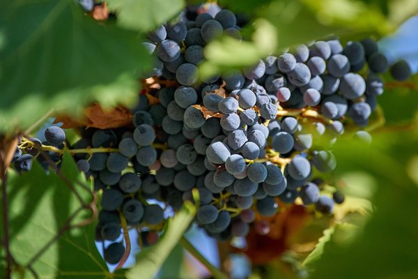 Vitis vinifera, Frascati (IT) -- 2024 -- 0003