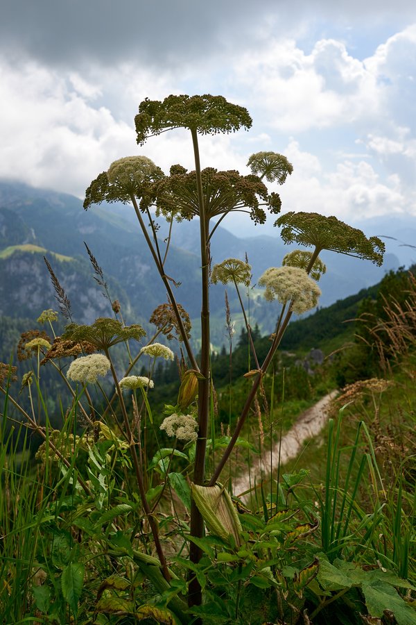 Angelica sylvestris, Schönau am Königssee (DE) -- 2024 -- 0244