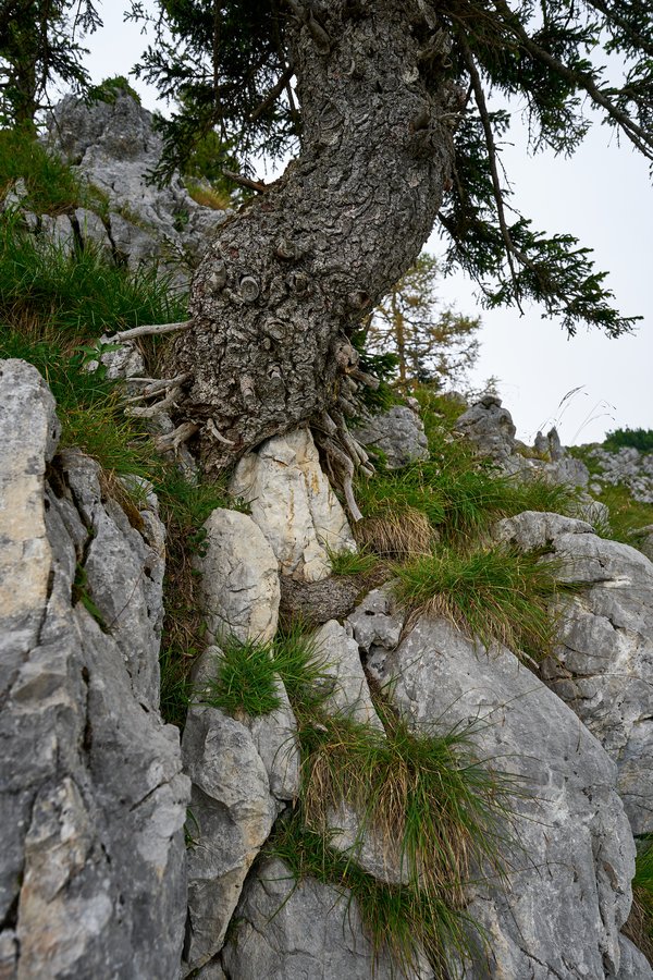Larix decidua, Schönau am Königssee (DE) -- 2024 -- 0478