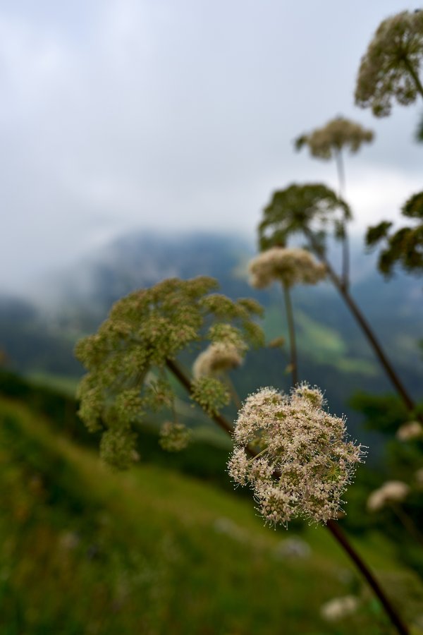 Angelica sylvestris, Schönau am Königssee (DE) -- 2024 -- 0490