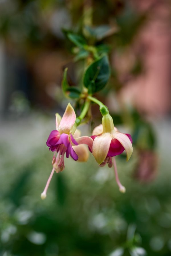 Fuchsia, Berchtesgaden (DE) -- 2024 -- 0802