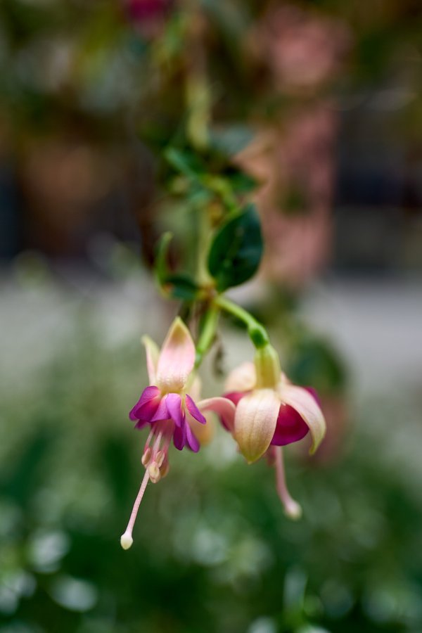 Fuchsia, Berchtesgaden (DE) -- 2024 -- 0804
