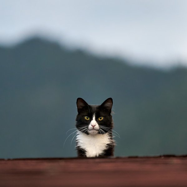 Felis catus, Unken (AT) -- 2024 -- 0870