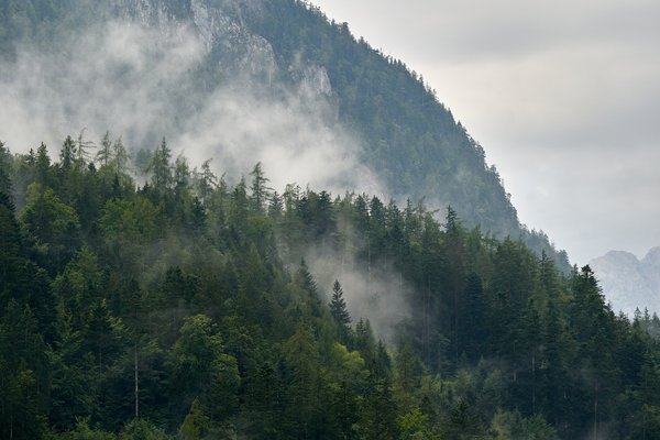 Unken (AT), Achhorn, Wald -- 2024 -- 0-0005