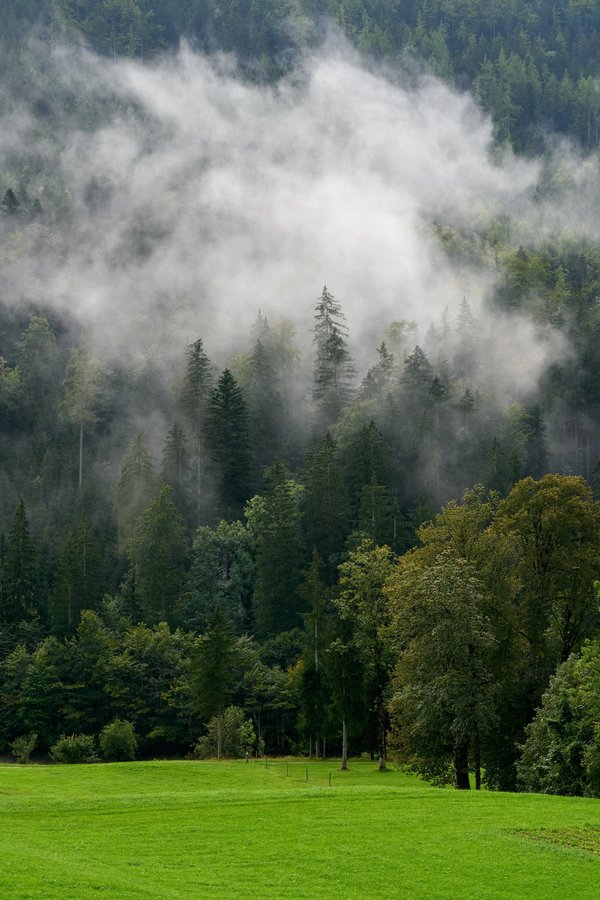 Unken (AT), Achhorn, Wald -- 2024 -- 0001