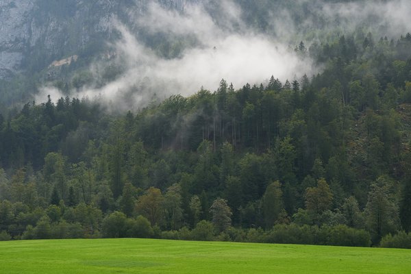 Unken (AT), Achhorn, Wald -- 2024 -- 0007