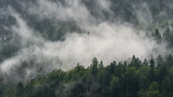Unken (AT), Achhorn, Wald -- 2024 -- 0008B