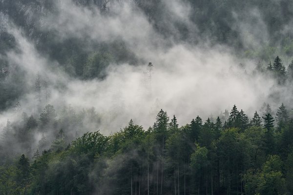 Unken (AT), Achhorn, Wald -- 2024 -- 0008