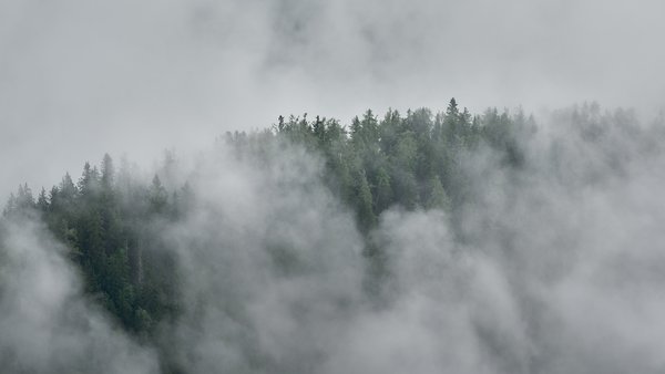 Picea abies (Wald), Berchtesgaden (DE) -- 2024 -- 0259B