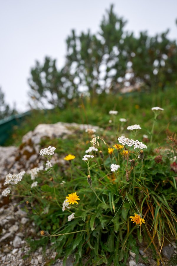 Achillea millefolium, Berchtesgaden (DE) -- 2024 -- 0291