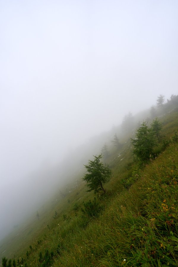 Berchtesgaden (DE), Kehlstein, Berghang -- 2024 -- 0296