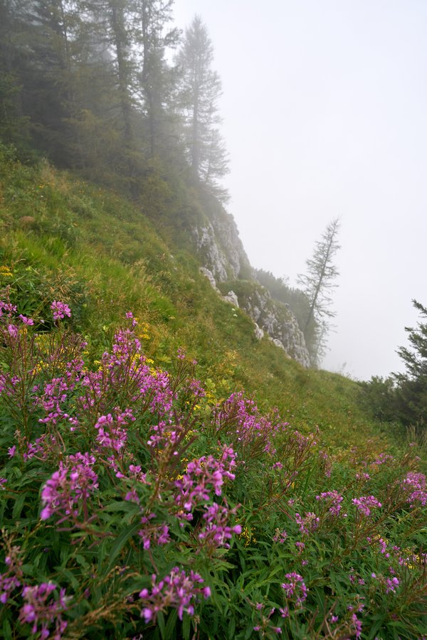 Chamaenerion angustifolium, Berchtesgaden (DE) -- 2024 -- 0323