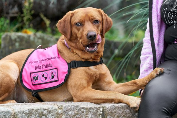 Canis lupus familiaris, Neuss (DE) -- 2024 -- 0052