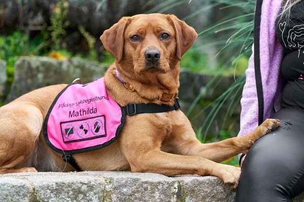 Canis lupus familiaris, Neuss (DE) -- 2024 -- 0057