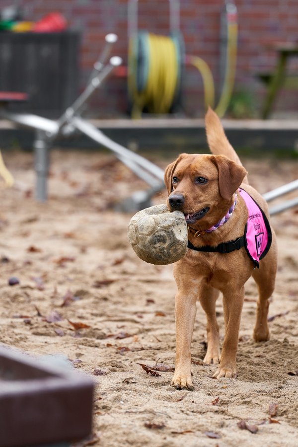 Canis lupus familiaris, Neuss (DE) -- 2024 -- 0137