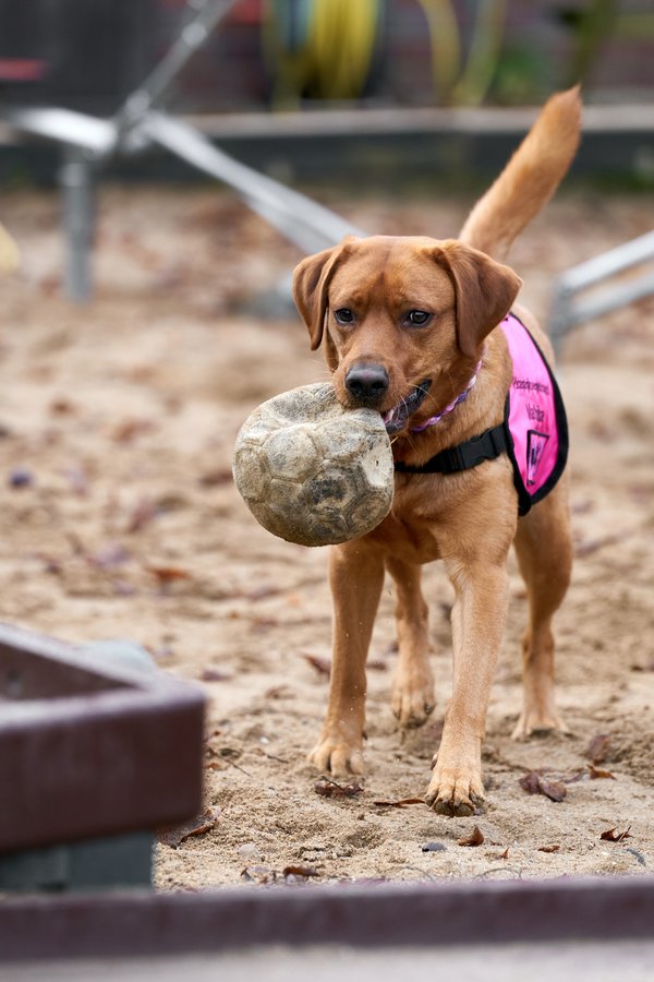 Canis lupus familiaris, Neuss (DE) -- 2024 -- 0142