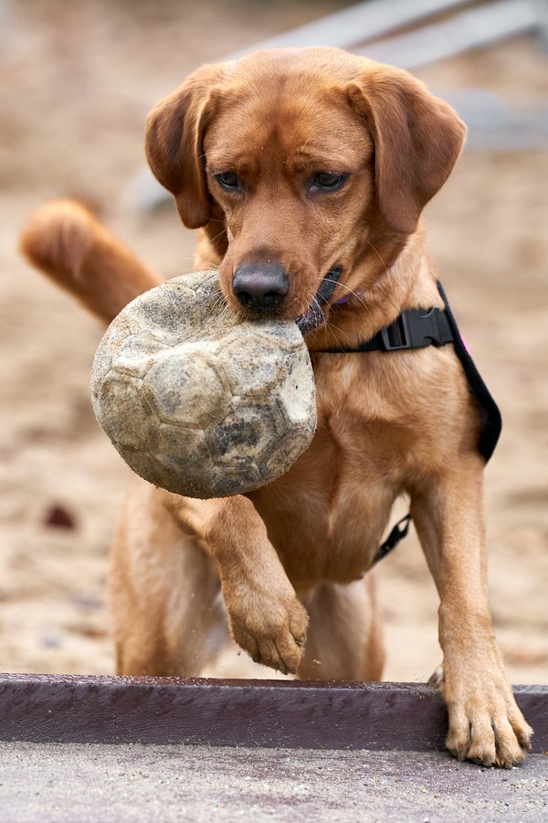 Canis lupus familiaris, Neuss (DE) -- 2024 -- 0144